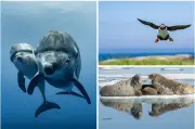 Ganadores del concurso de fotografía del océano 2026: imágenes impactantes