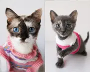Gatas rescatadas en Duitama buscan adopción conjunta para no separarse