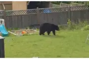 Gato doméstico enfrenta a un oso en Canadá y lo hace huir