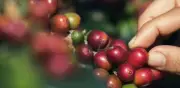 Gobierno y Fedecafeteros prorrogan administración del Fondo del Café por 5 meses
