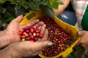 Gobierno y Federación de Cafeteros prorrogan administración del Fondo del Café por cinco meses