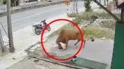 Hombre es atacado y lanzado por los aires por su propio toro en video viral