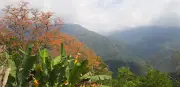 Investigan muerte de neerlandés en Minca, Santa Marta
