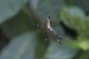 La araña más rápida del mundo alcanza 13 km/h, revela estudio