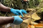 Minería ilegal de minerales críticos enriquece a grupos armados en Colombia