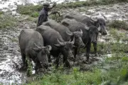 Muerte de búfalos en Barrancabermeja alerta sobre contaminación por hidrocarburos