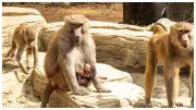 Nace primer bebé papión sagrado de 2026 en el Zoológico de Cali