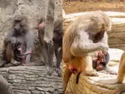 Nace primer papión sagrado en el Zoológico de Cali en 2026
