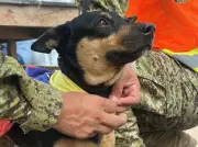 Perrita rescatada entre escombros en Venezuela se entrenará como rescatista en El Salvador