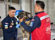 Perros rescatistas en Venezuela: cuidados médicos y apoyo veterinario