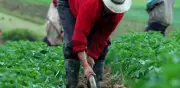 Peso fuerte golpea al agro: Anif alerta por menor competitividad exportadora
