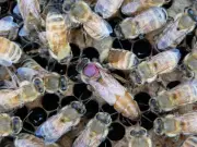Pesticidas se acumulan en abejas reinas pese a filtración de obreras