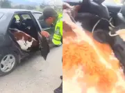 Policía recupera dos terneros hurtados en Boyacá y captura a tres personas
