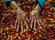 Producción de café en Colombia subió 27% en junio de 2024