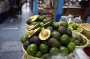 Producción mundial de aguacate se triplica en dos décadas, Colombia expande cultivo 335%