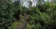 Rescatan a dos jóvenes extraviados en los Cerros Orientales de Bogotá