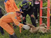 Rescatan a oso perezoso atrapado en red eléctrica en Suaita, Santander