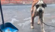 Rescatan a perro amarrado en terraza en Rafael Uribe Uribe, sur de Bogotá