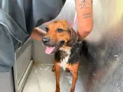 Vacaciones recreativas con la UPA: niños cuidan animales en Manizales