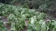 Vendaval en Cepitá, Santander: varias viviendas destechadas y cultivos dañados