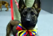 Venezuela regala tres perros rescatistas a México por ayuda humanitaria